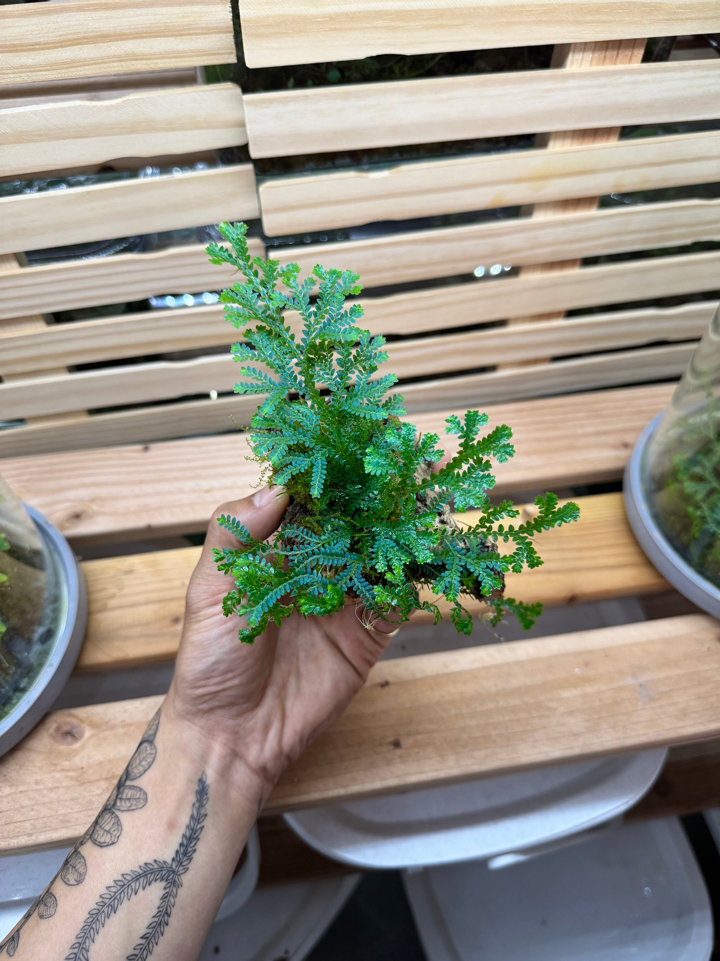 Selaginella Uncinata
