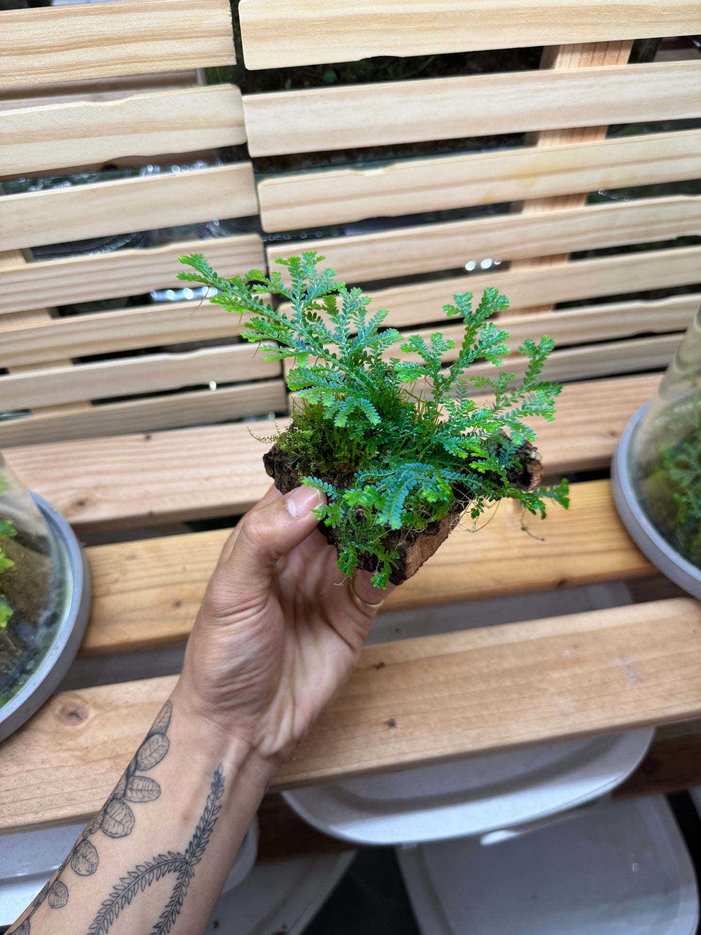 Selaginella Uncinata