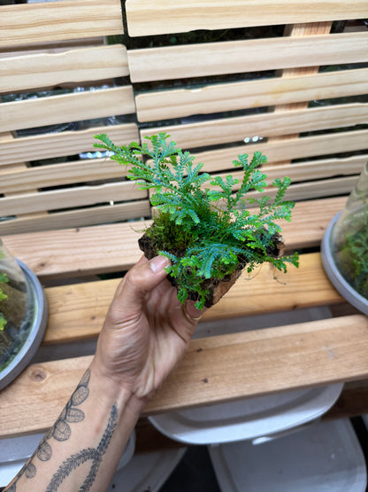 Selaginella Uncinata