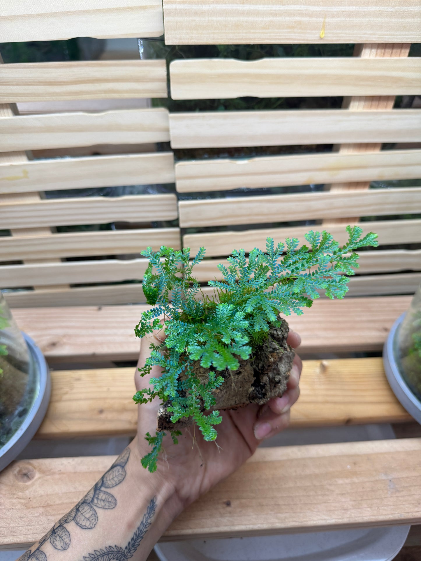 Selaginella Uncinata