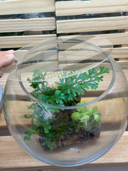 Selaginella Uncinata