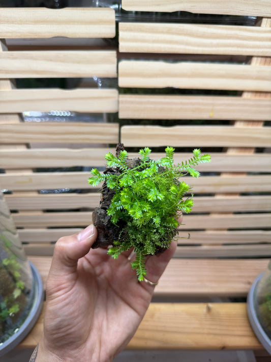 Selaginella kraussiana 'Aurea'