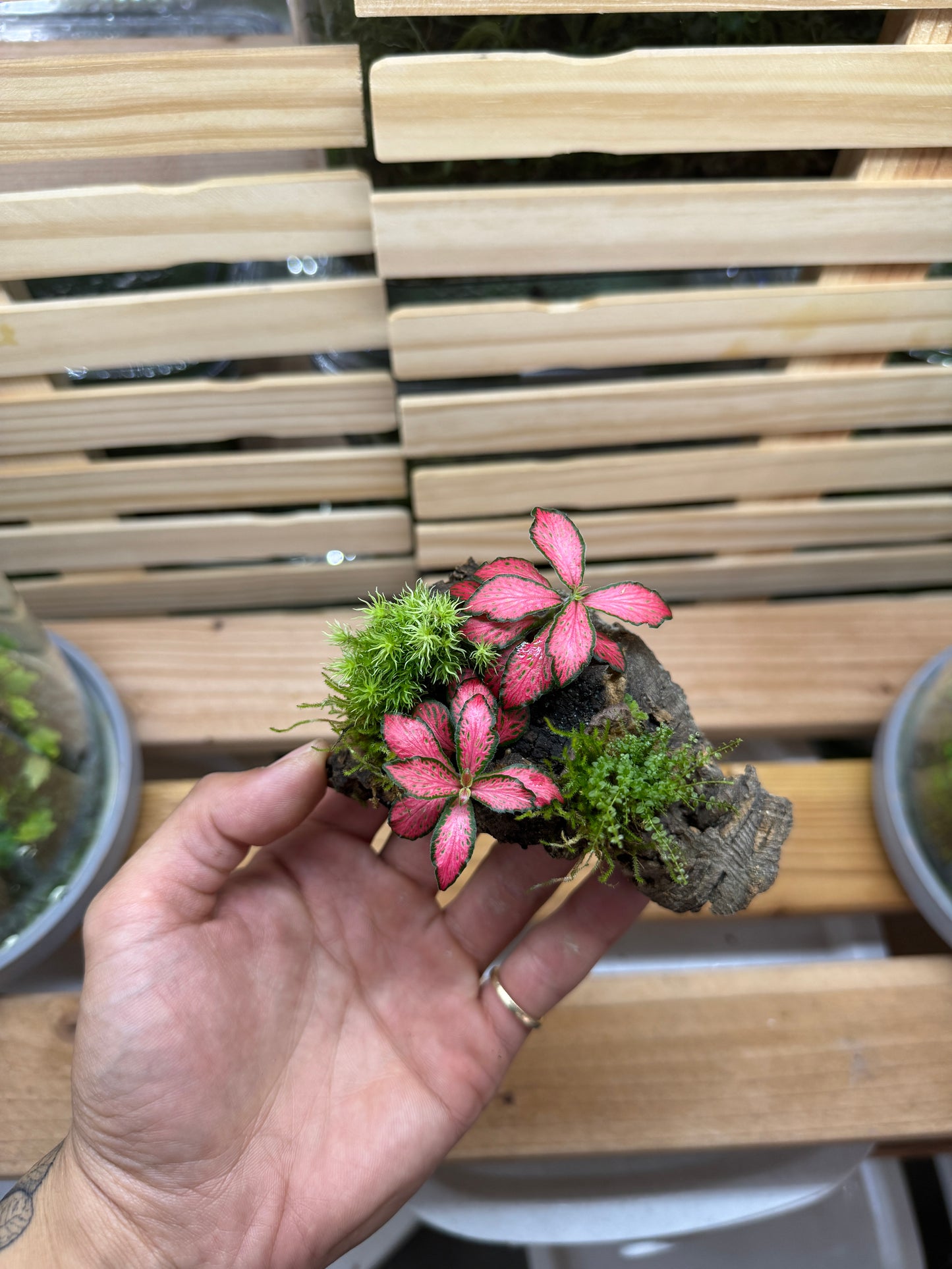 Fittonia albivenis
