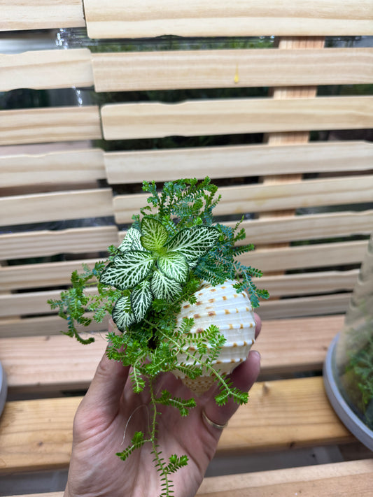 Moss Culture