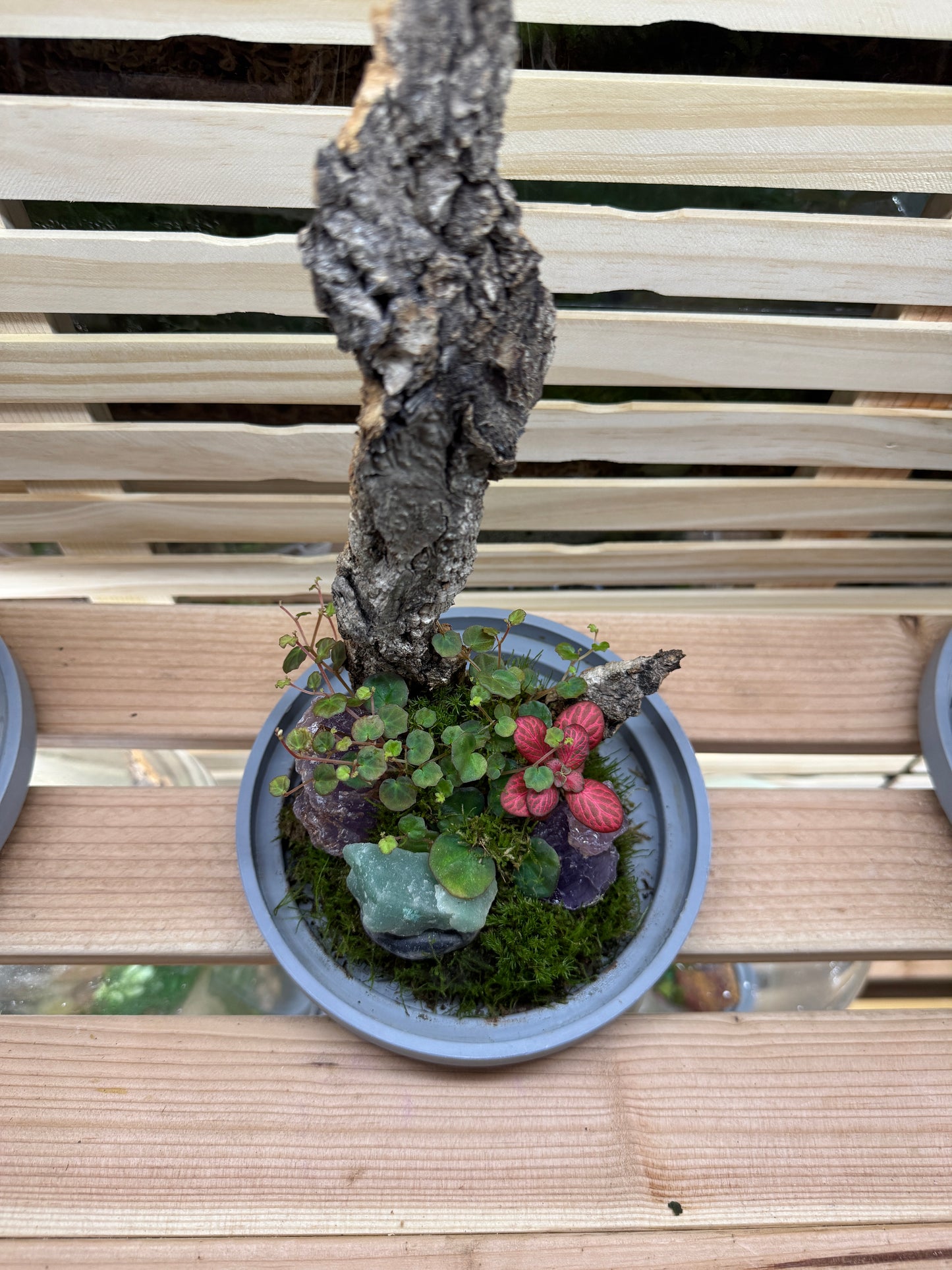 6x12 Amethyst and Jade Terrarium