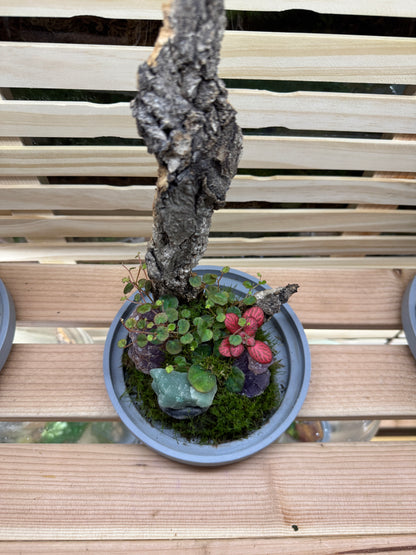 6x12 Amethyst and Jade Terrarium