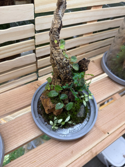 6x14 Red Tasper and Dragonstone Terrarium