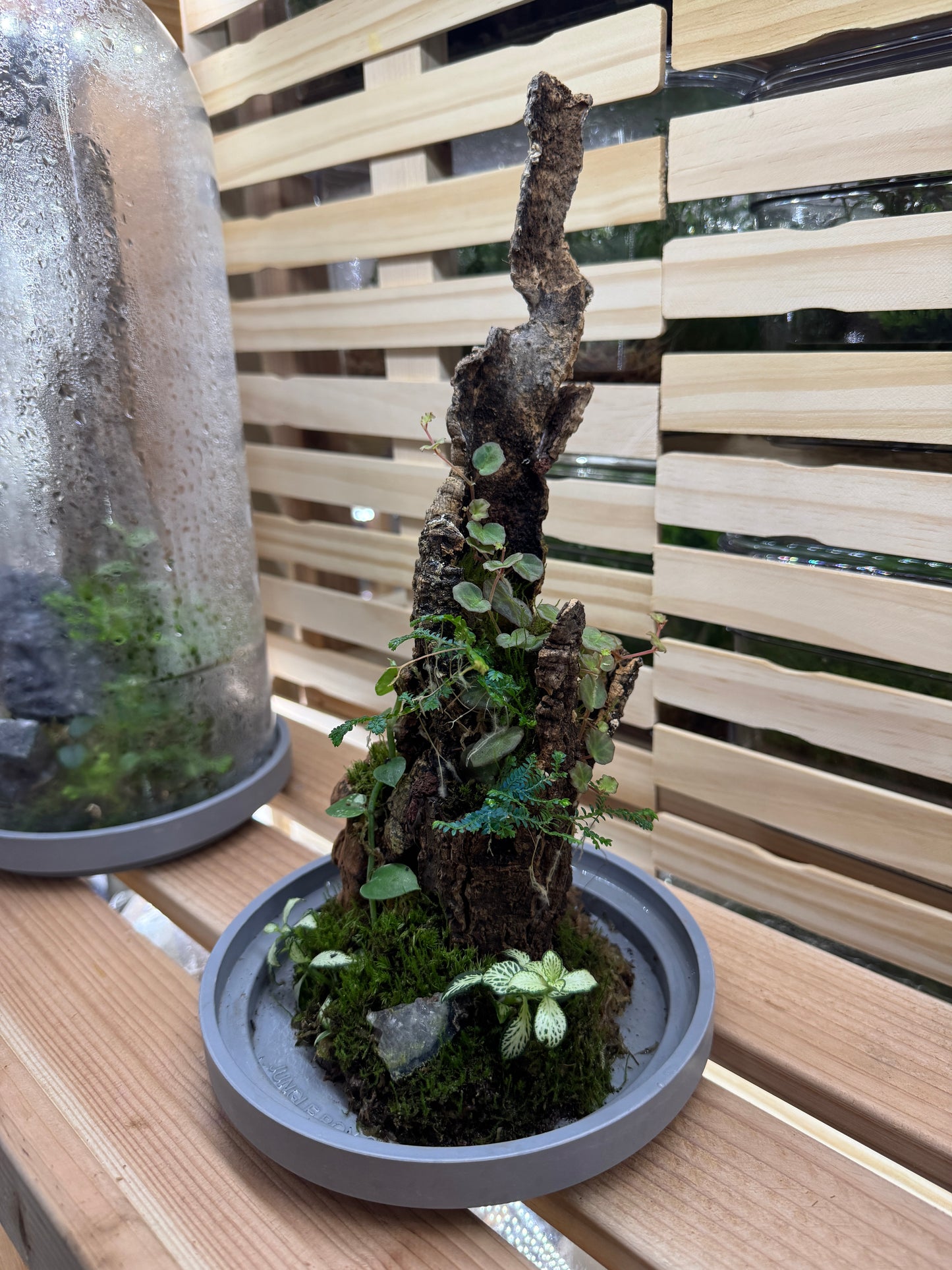 6x14 Red Tasper and Dragonstone Terrarium