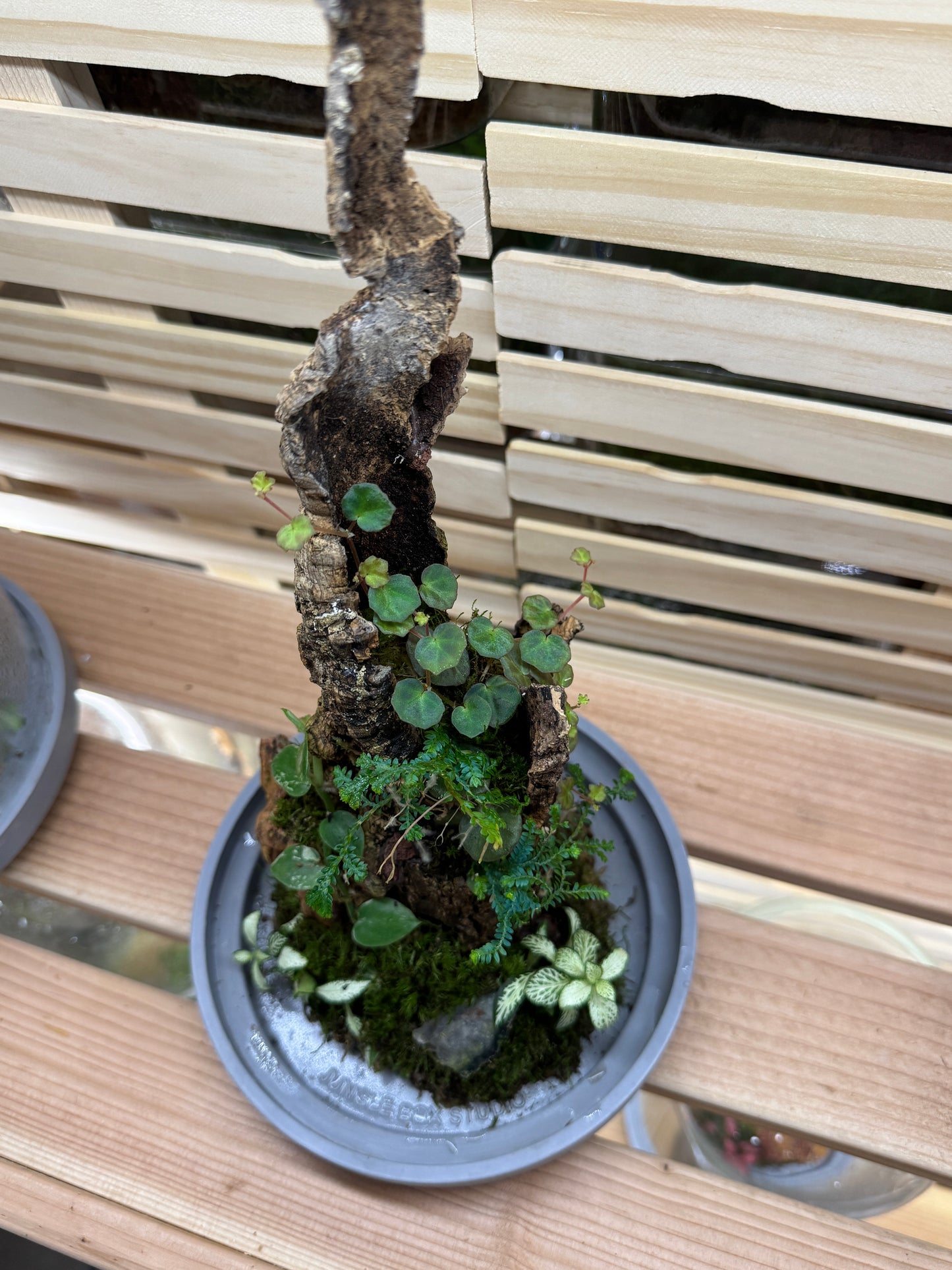 6x14 Red Tasper and Dragonstone Terrarium