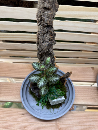 6x12 Smokey Quartz and Calcite Terrarium