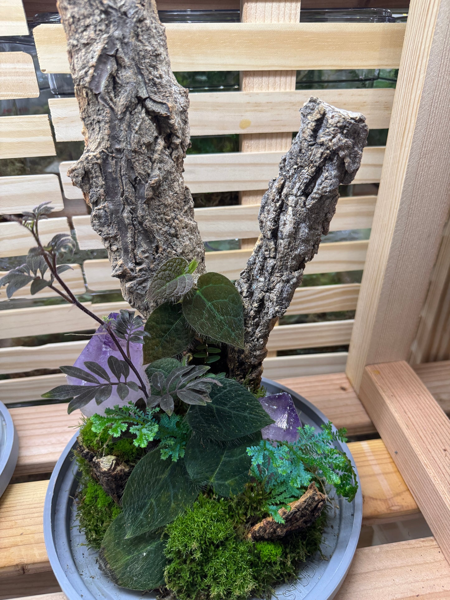 6x14 Dual Amethyst Terrarium