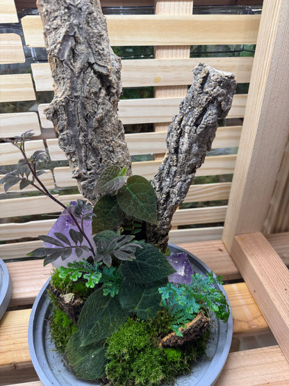 6x14 Dual Amethyst Terrarium