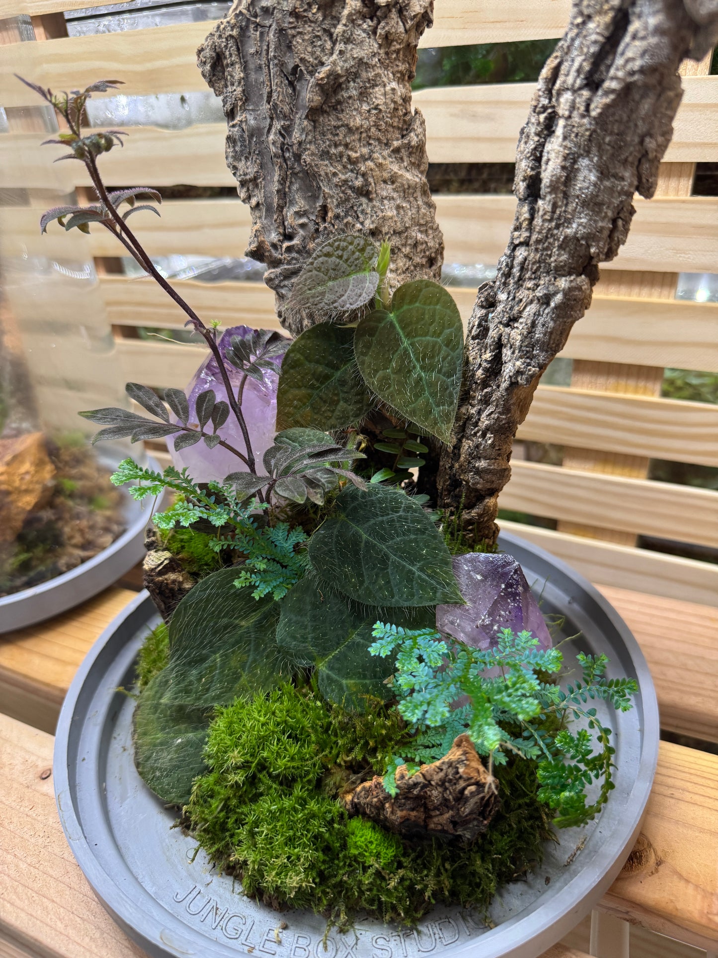 6x14 Dual Amethyst Terrarium