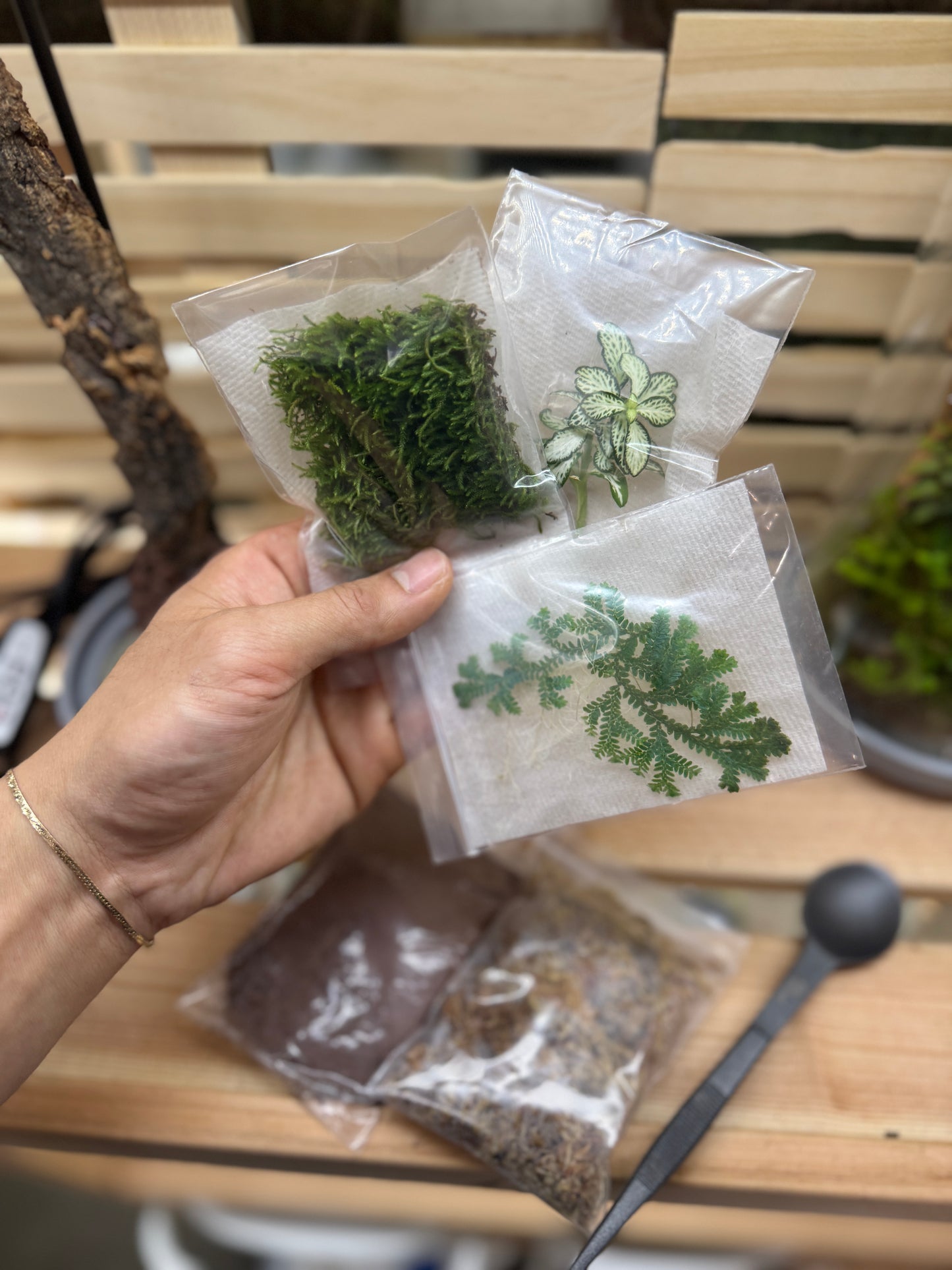 4x10” Mystery Terrarium Plant Kit (Grow Lamp Included)