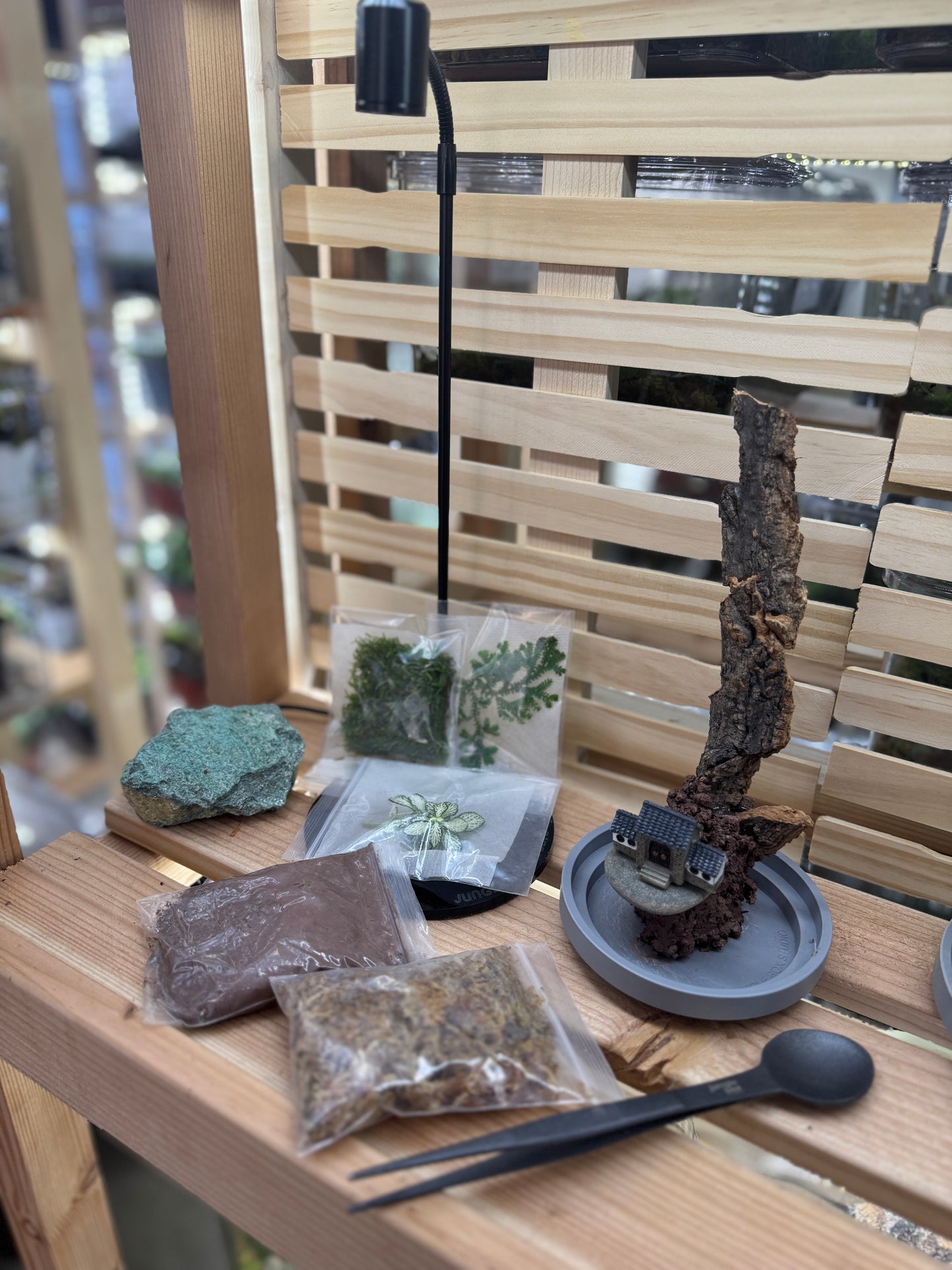 4x10” Mystery Terrarium Plant Kit (Grow Lamp Included)