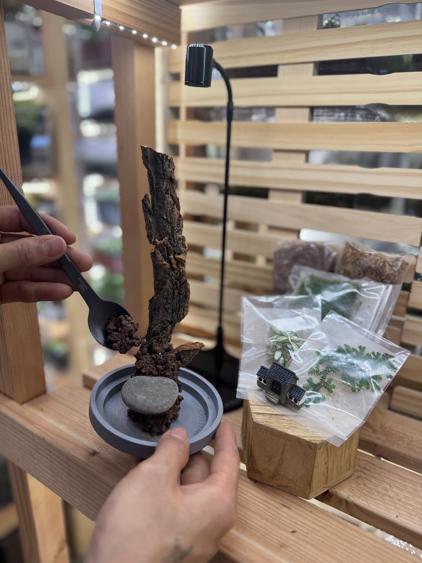 4x10” Mystery Terrarium Plant Kit (Grow Lamp Included)