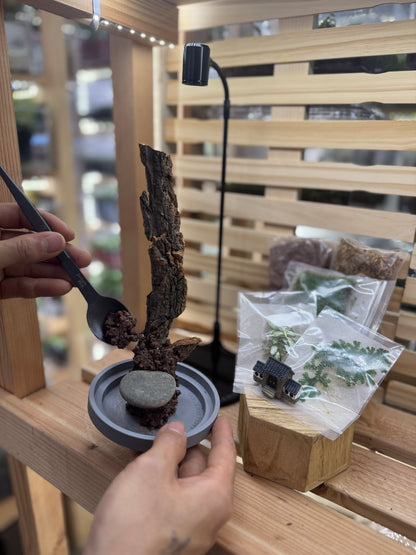 4x10” Mystery Terrarium Plant Kit (Grow Lamp Included)