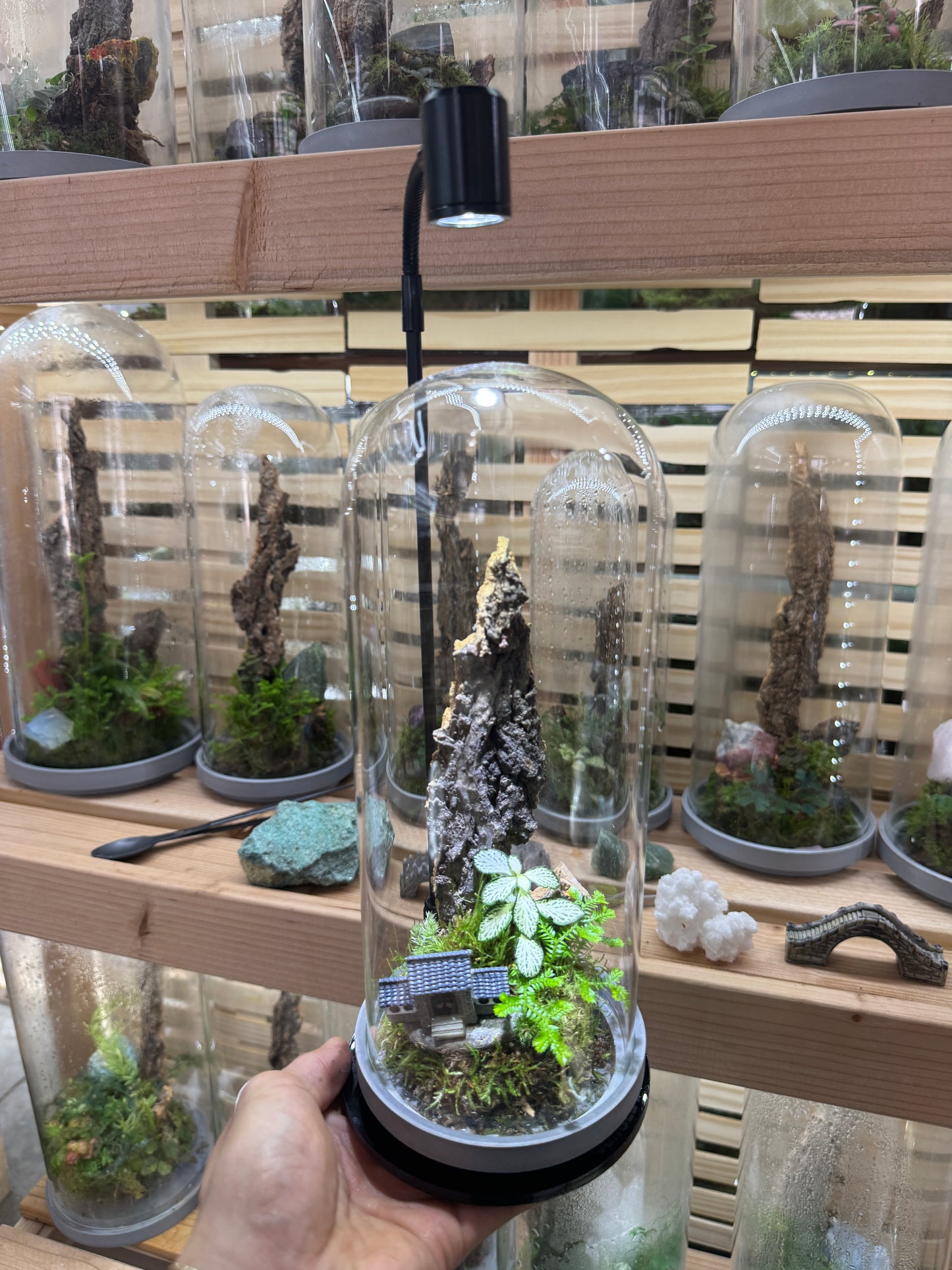 4x10” Mystery Terrarium Plant Kit (Grow Lamp Included)