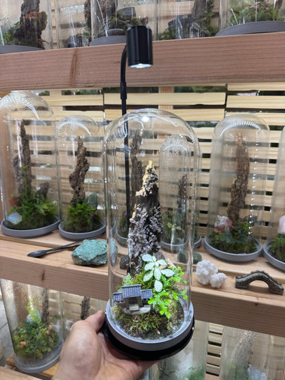 4x10” Mystery Terrarium Plant Kit (Grow Lamp Included)